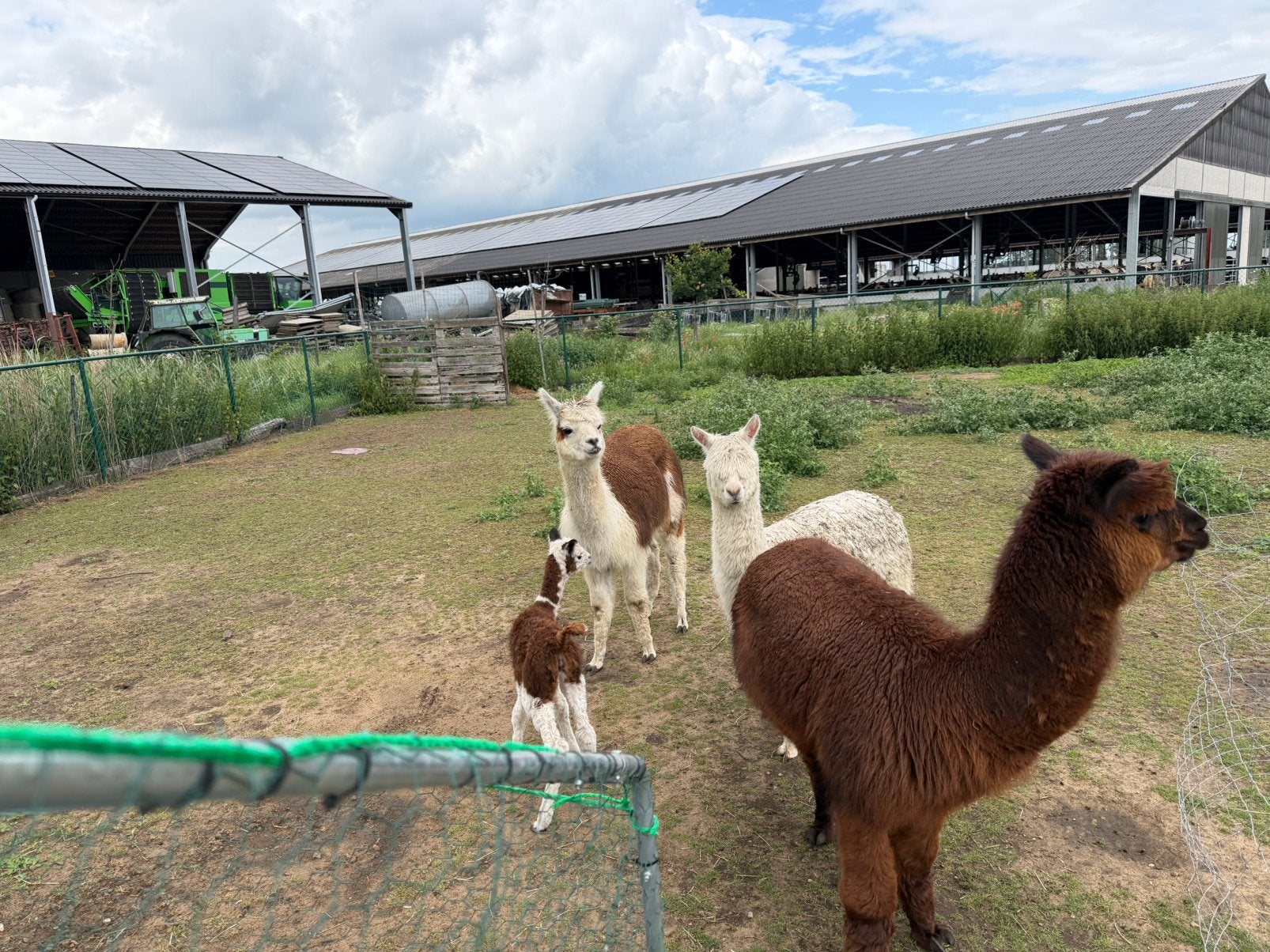 Kudde alpaca’s, Juni, Meerdere dieren