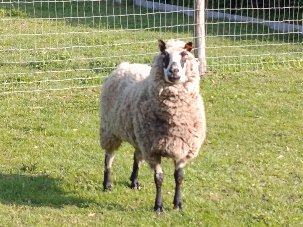 vrouwelijk schaap, Vrouwelijk, Schaap