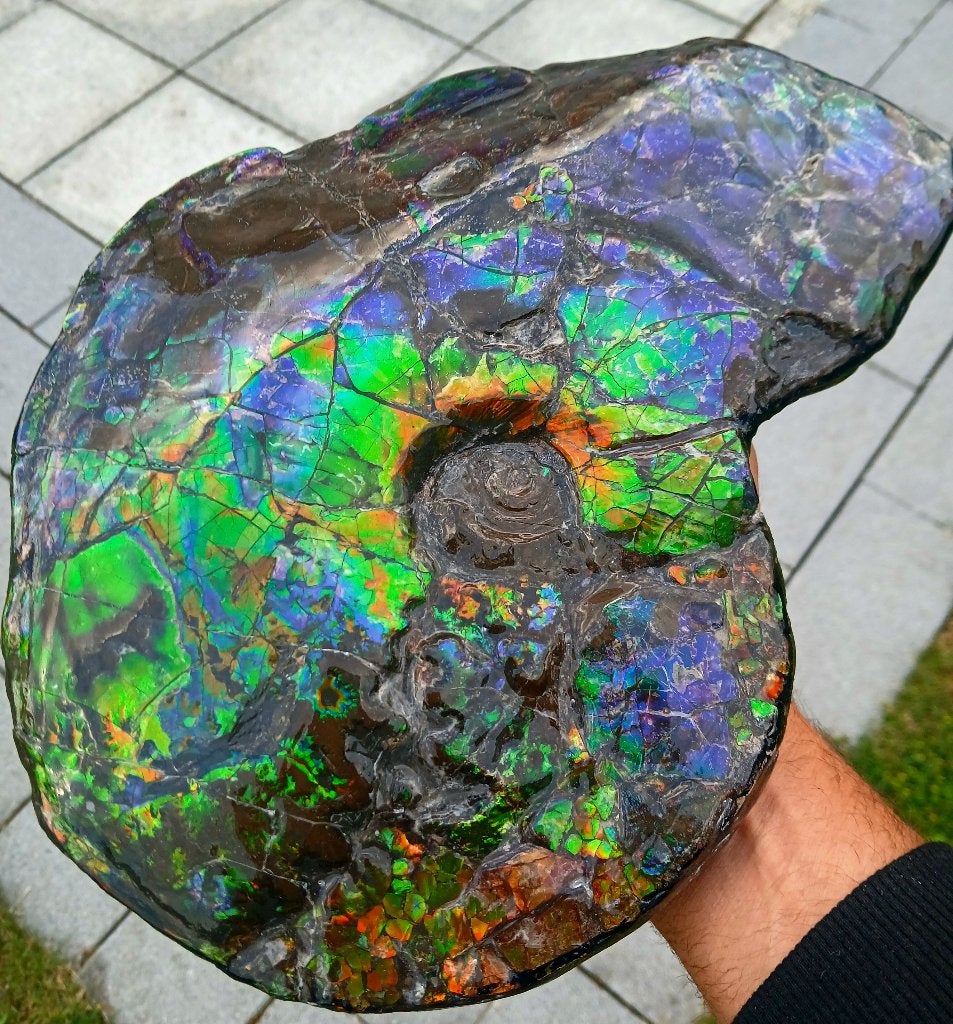 Ammonite canadienne Placenticeras blue opal 30cm, Enlèvement ou Envoi, Fossile