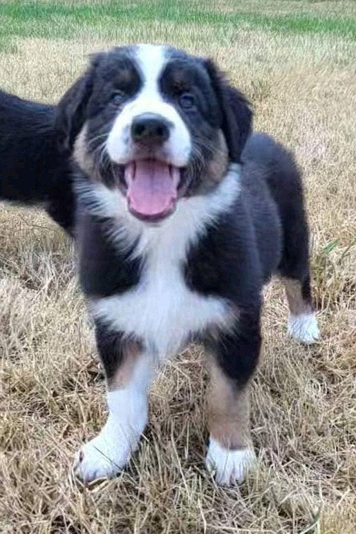 Australische herder pup / Australian Shepherd / Aussi pup, Dieren en Toebehoren, Parvo, België, 8 tot 15 weken, Meerdere
