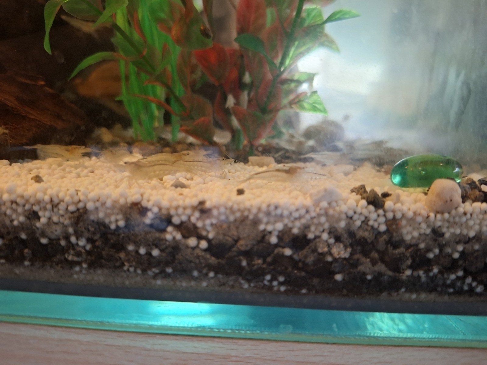 3 guppy’s + 5 garnallen, Dieren en Toebehoren, Vis, Zoetwatervis, Schoolvis