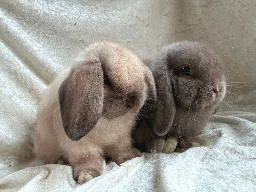 Mega mooi lief handtam raszuiver koppel Minilop konijntjes, Plusieurs animaux, Petit, Oreilles tombantes, 0 à 2 ans