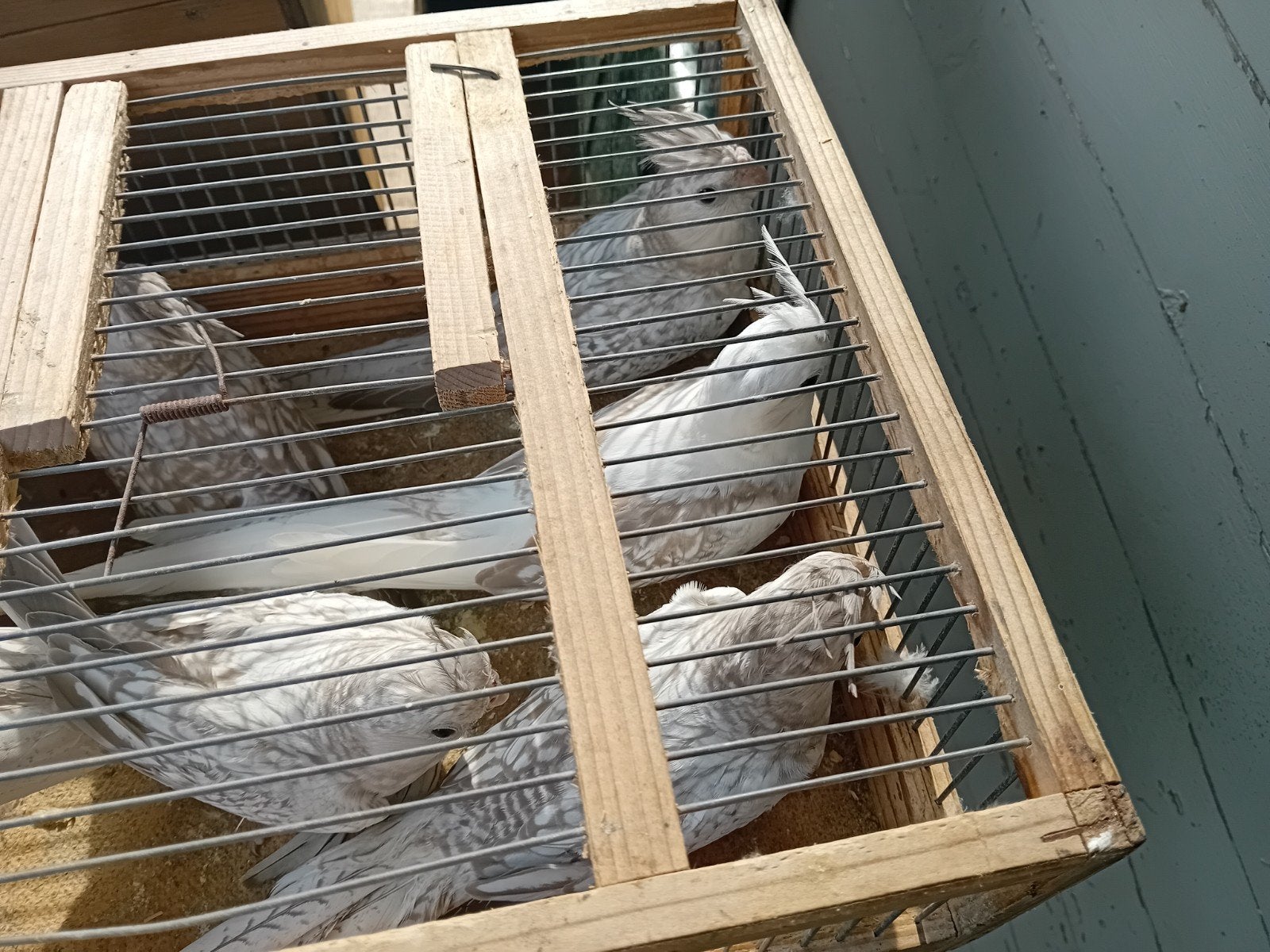 Valkparkieten, Meerdere dieren, Parkiet, Geringd