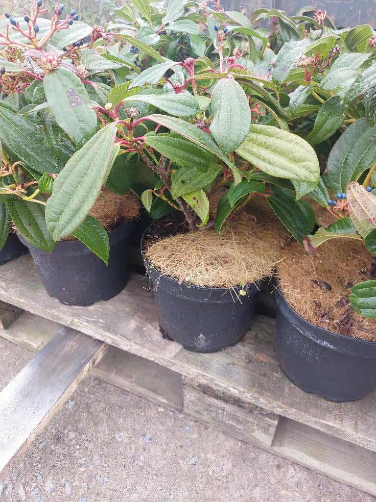 Viburnum davidii,  groenblijvende planten, Ophalen, Bodembedekkers, Vaste plant, Halfschaduw