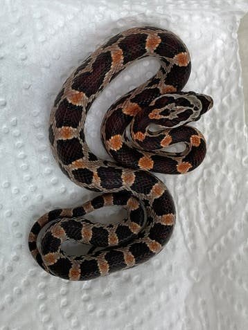 serpent rat Abbott's okeetee, Animaux & Accessoires, Serpent, 0 à 2 ans