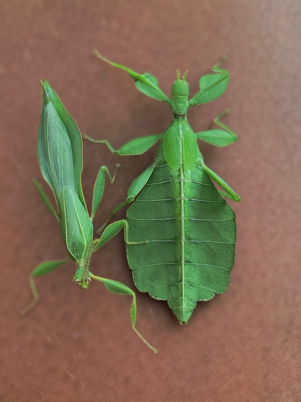 phasmes scorpions et feuilles, Enlèvement ou Envoi