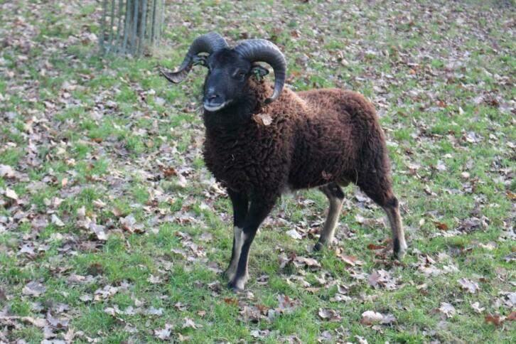 ram 30 kg