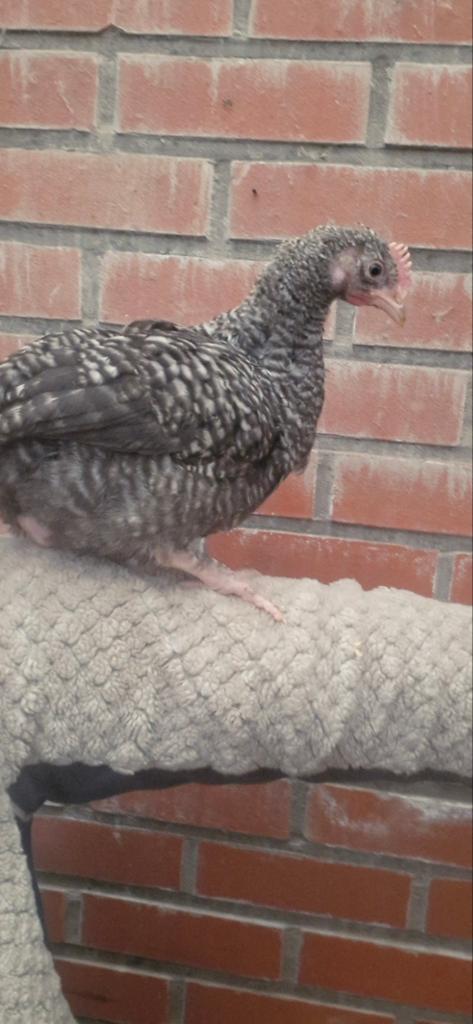 Groenlegger hanen, Dieren en Toebehoren, Pluimvee