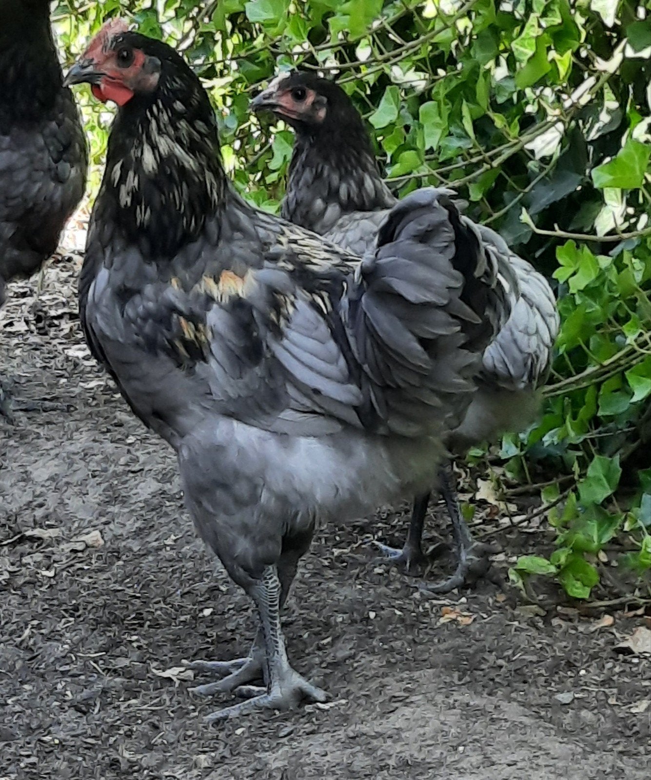 Jonge fok haan te koop., Dieren en Toebehoren, Pluimvee