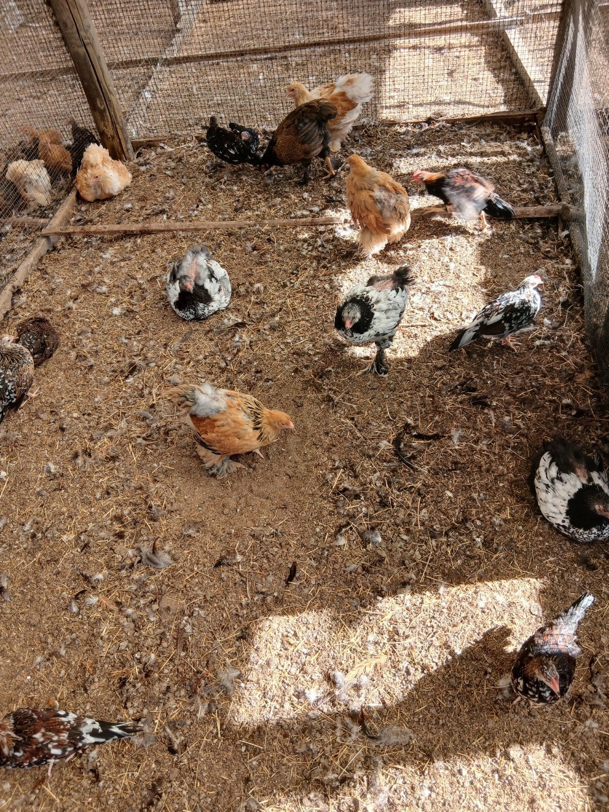 Kuikens geboren op 15/06, Plusieurs animaux, Poule ou poulet