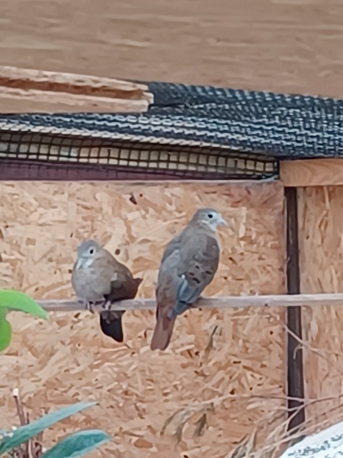 Blauwe grondduifjes, Dieren en Toebehoren, Vogels | Duiven