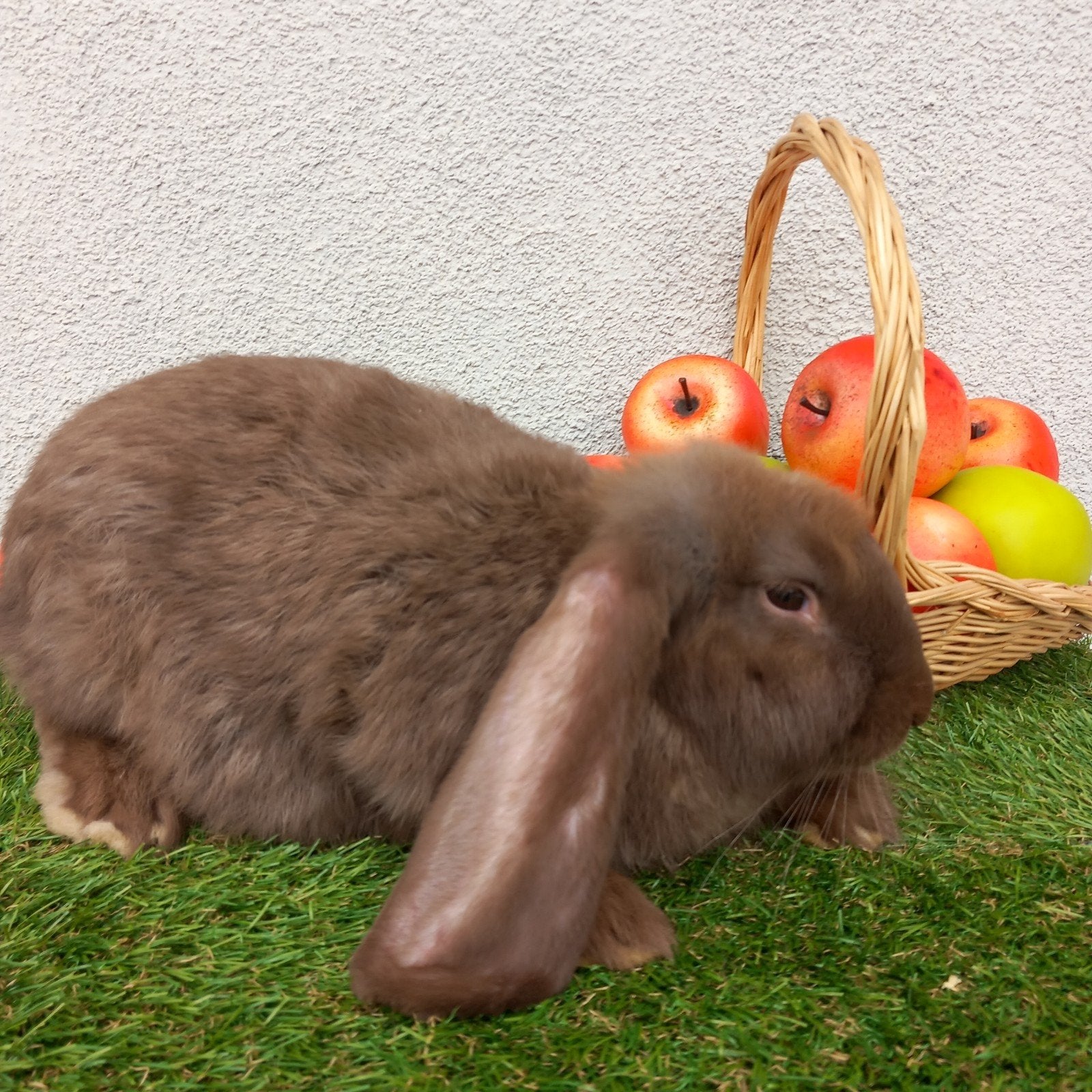Franse hangoor ram, Mannelijk, Groot, Hangoor, 0 tot 2 jaar