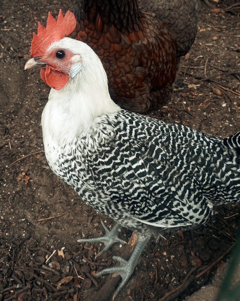 Kempische hoen (haan), Mâle, Poule ou poulet