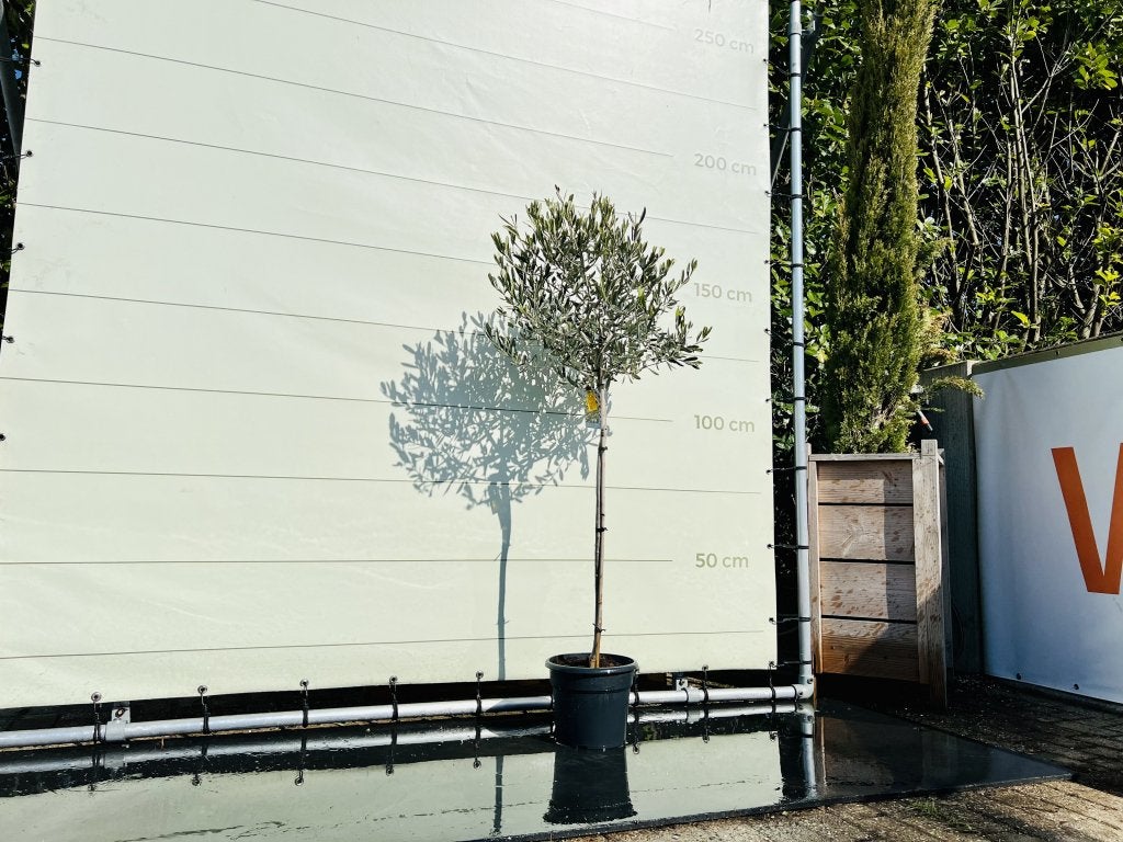 Olijfboom - Olea Europea - stamomvang 6-8 cm, Tuin en Terras