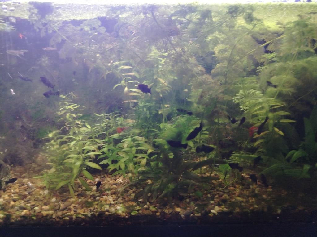 Black molly, Dieren en Toebehoren, Ophalen