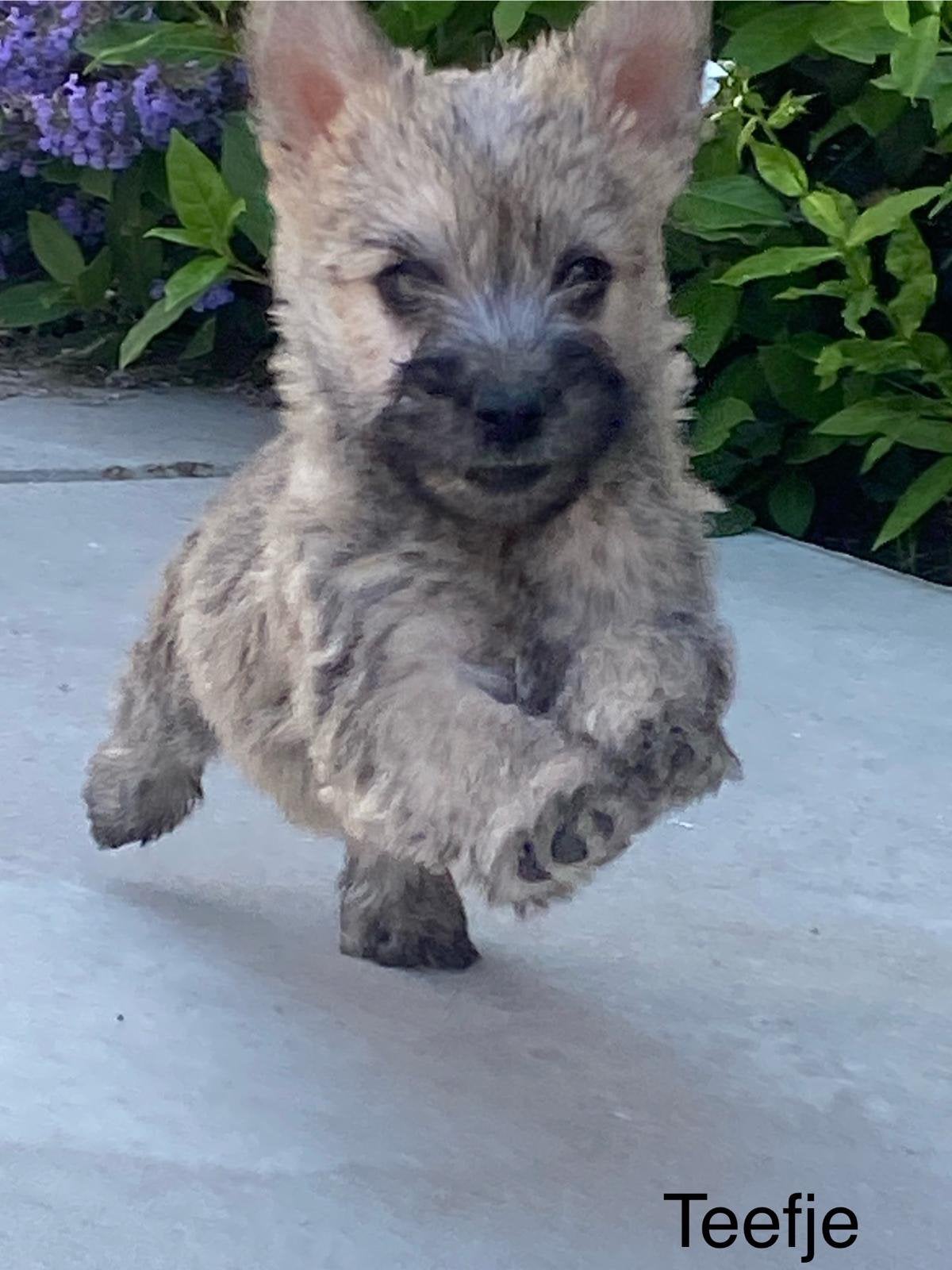 Femelles de Cairn Terrier, Maladie de Carré (chiens), Belgique, Plusieurs, Chienne