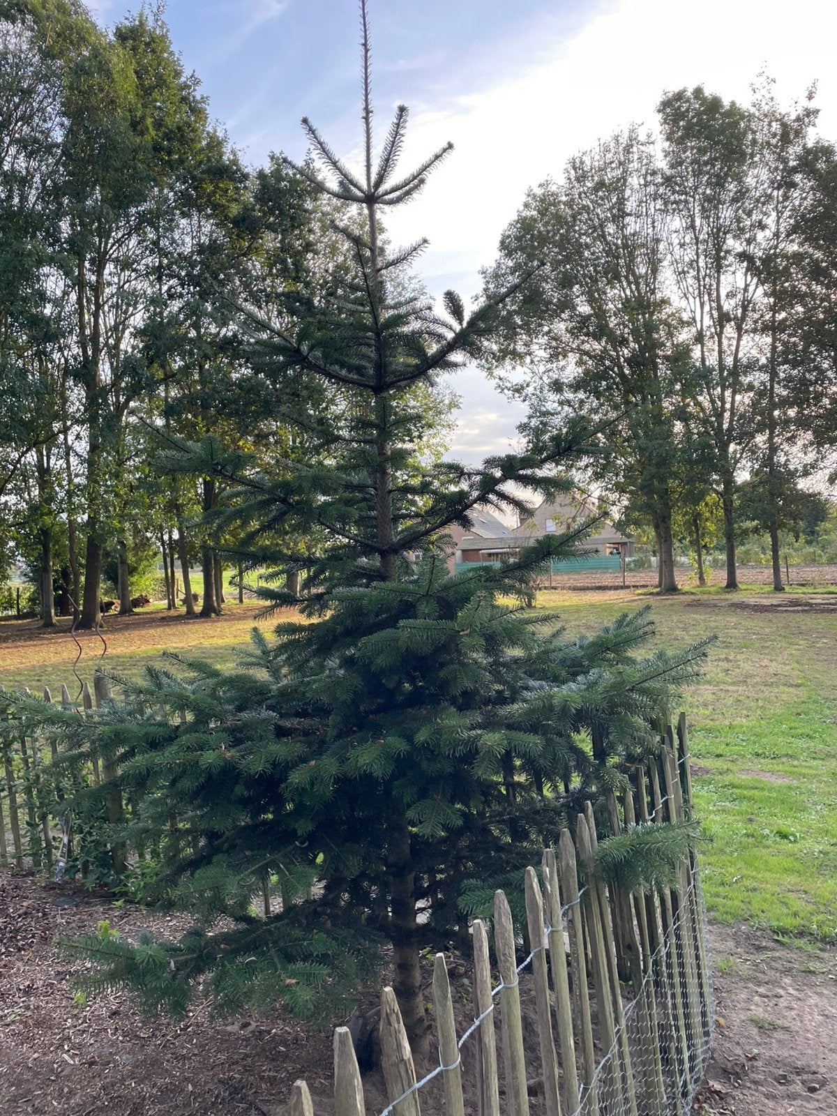 Kerstboom, nordman, hoogte 2,5 à 3 m, Ophalen, Overige soorten, 250 tot 400 cm