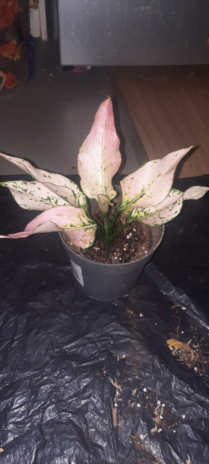 plante rare aglaonema anyamanee tricolor pink spotted, Huis en Inrichting, Ophalen, Overige soorten, Halfschaduw, Minder dan 100 cm
