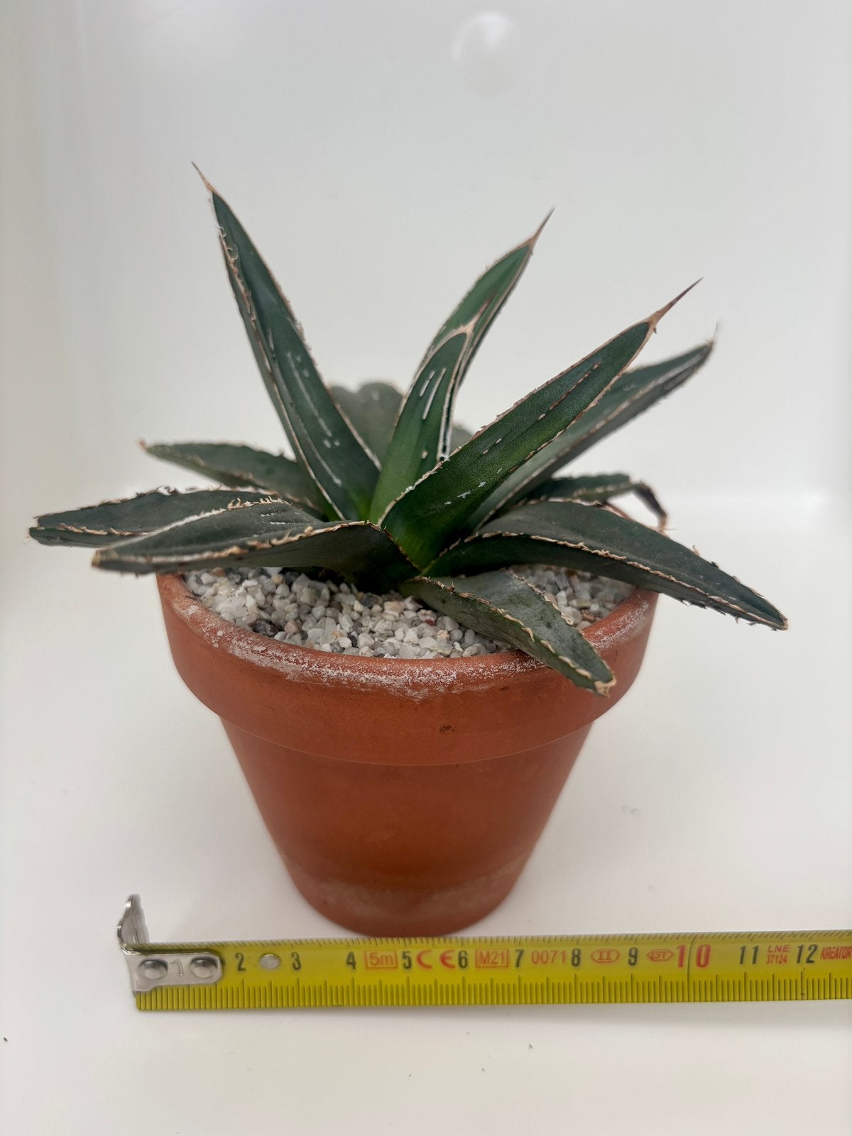 Agave victoriae-reginae, Maison & Meubles, Plante succulente, En pot, Moins de 100 cm, Plante verte