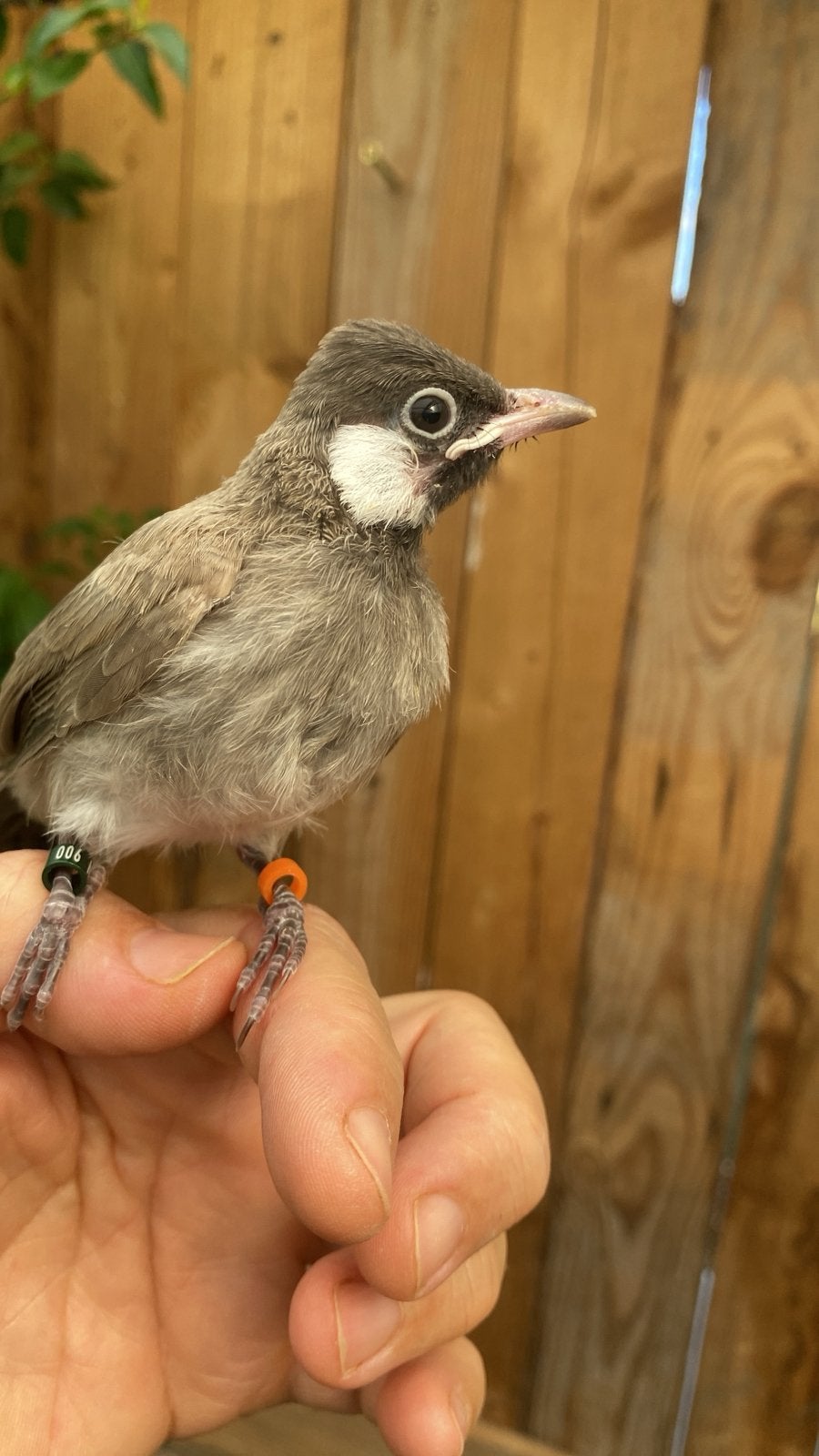 Buulbuul  Split Silver, Dieren en Toebehoren, Geslacht onbekend, Geringd