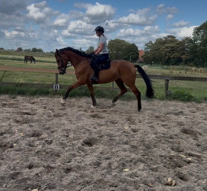Super lieve 4 jarige merrie, Dieren en Toebehoren, Merrie, Met stamboom, Dressuurpaard, Zadelmak