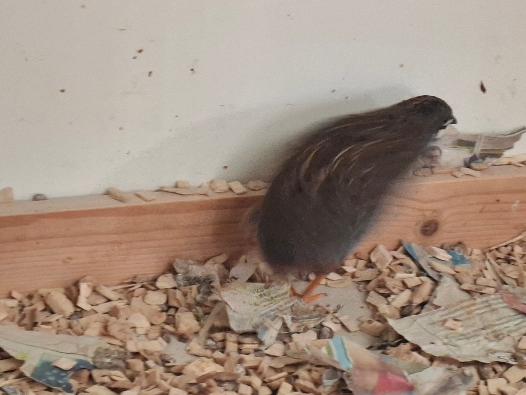 Chinese dwergkwartel mannetje en vrouwtje, Plusieurs animaux, Autres espèces