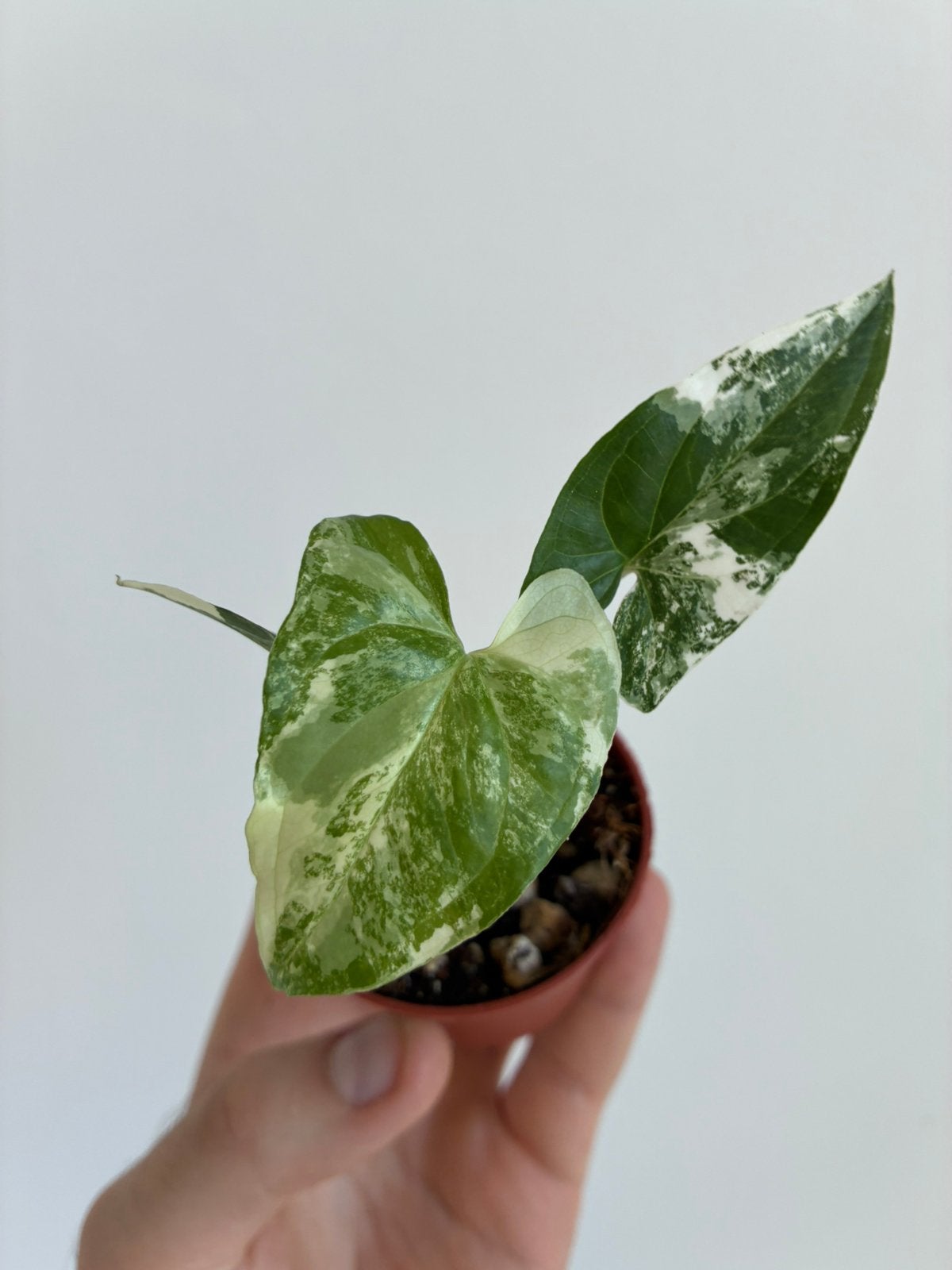 Syngonium albo, Ophalen