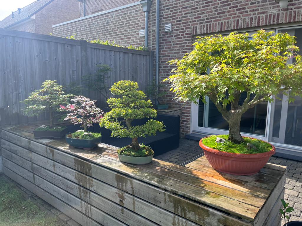 Startmateriaal bonsai en pré bonsai te koop., Ophalen, Zo goed als nieuw
