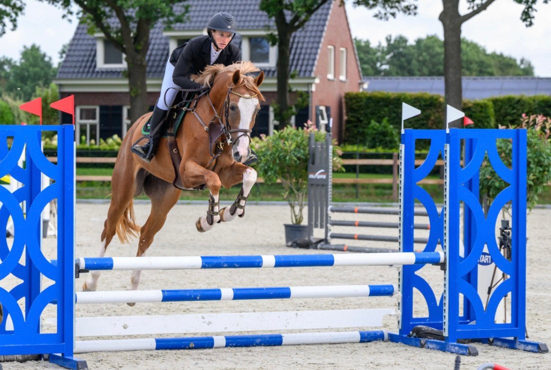5 jarige ruin van Baloutaire ps, Dieren en Toebehoren, Springpaard, Met stamboom, Ruin, Zadelmak