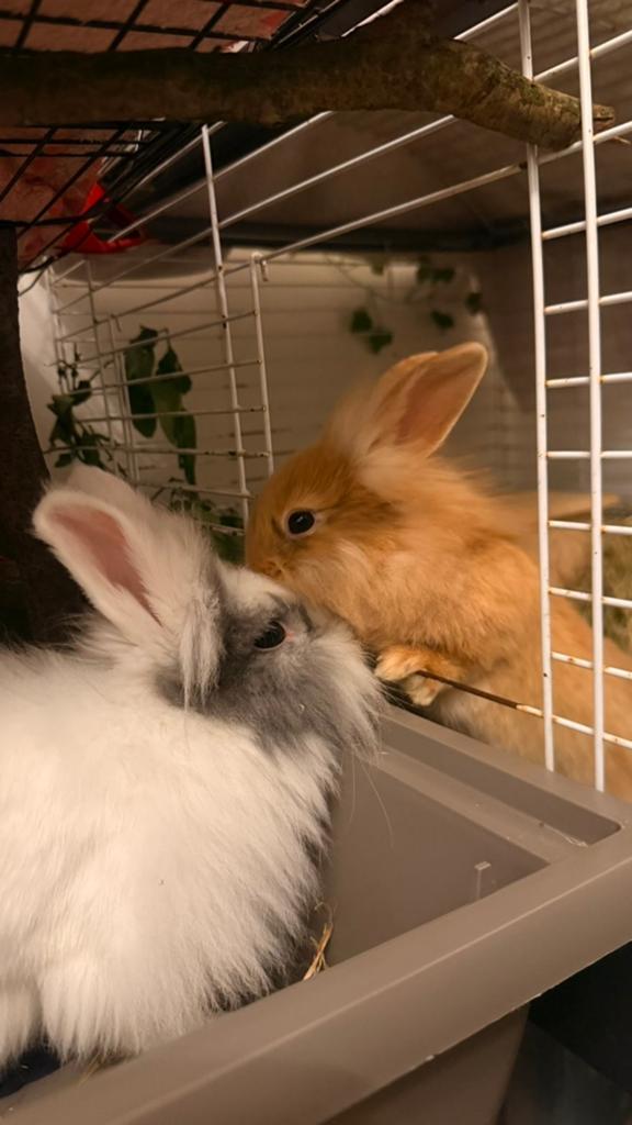 lapin roux male 3 mois, Animaux & Accessoires