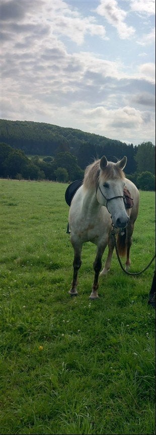 jument espagnole 9 ans, Débourré, Moins de 160 cm, Avec puce électronique, Cheval de récréation