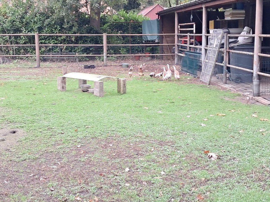 Indische loopeenden, Meerdere dieren, Eend