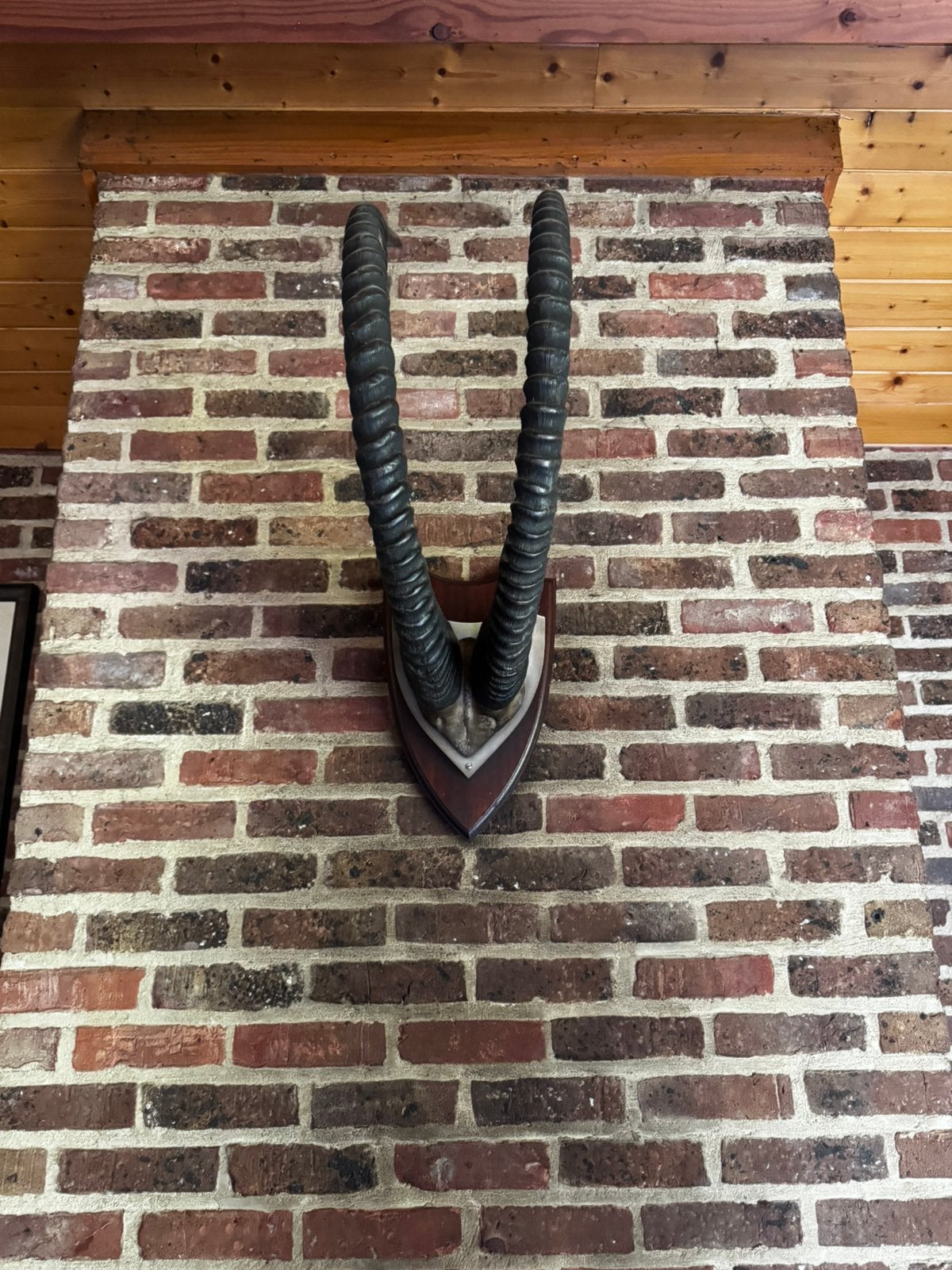 Grote Waterbok Hoorns op Schild – Afrikaanse Jachttrofee, Enlèvement ou Envoi, Comme neuf