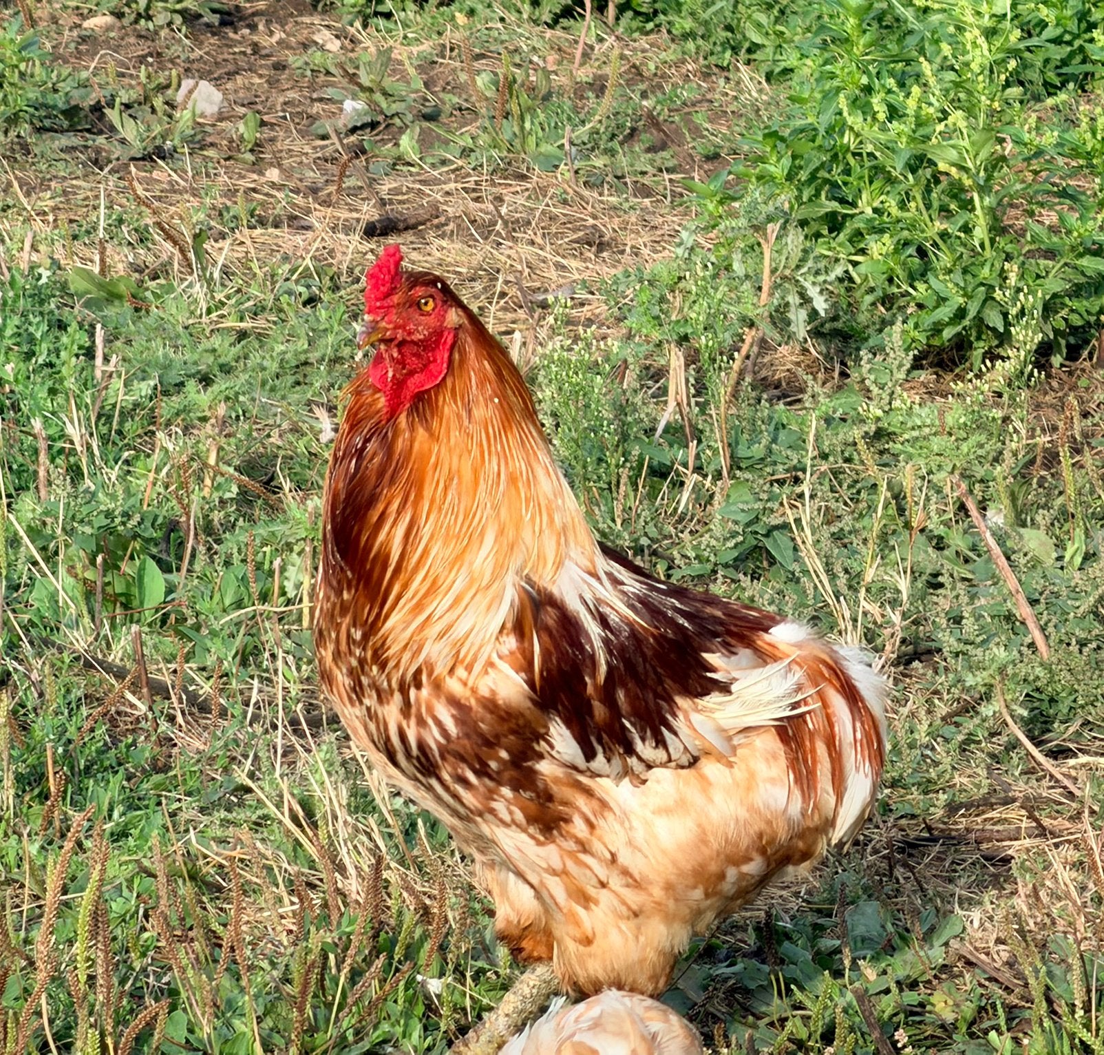 Coque araucana à donner, Animaux & Accessoires