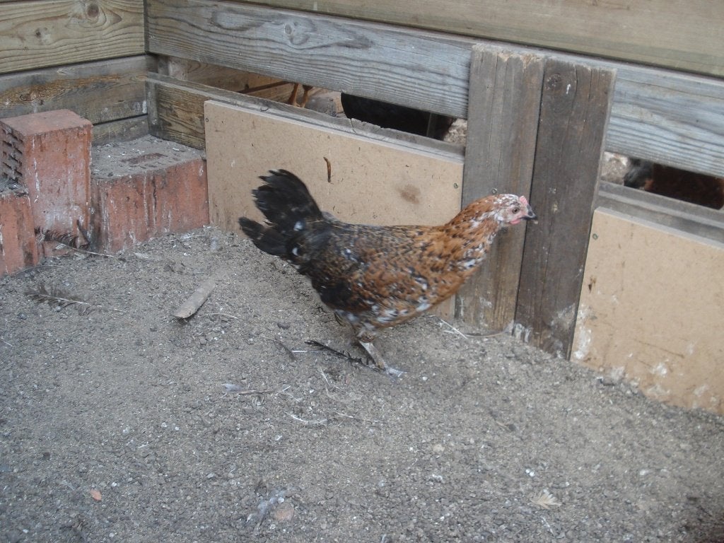 hen kruising (leghorn - goudbrakel), Dieren en Toebehoren, Vrouwelijk, Kip