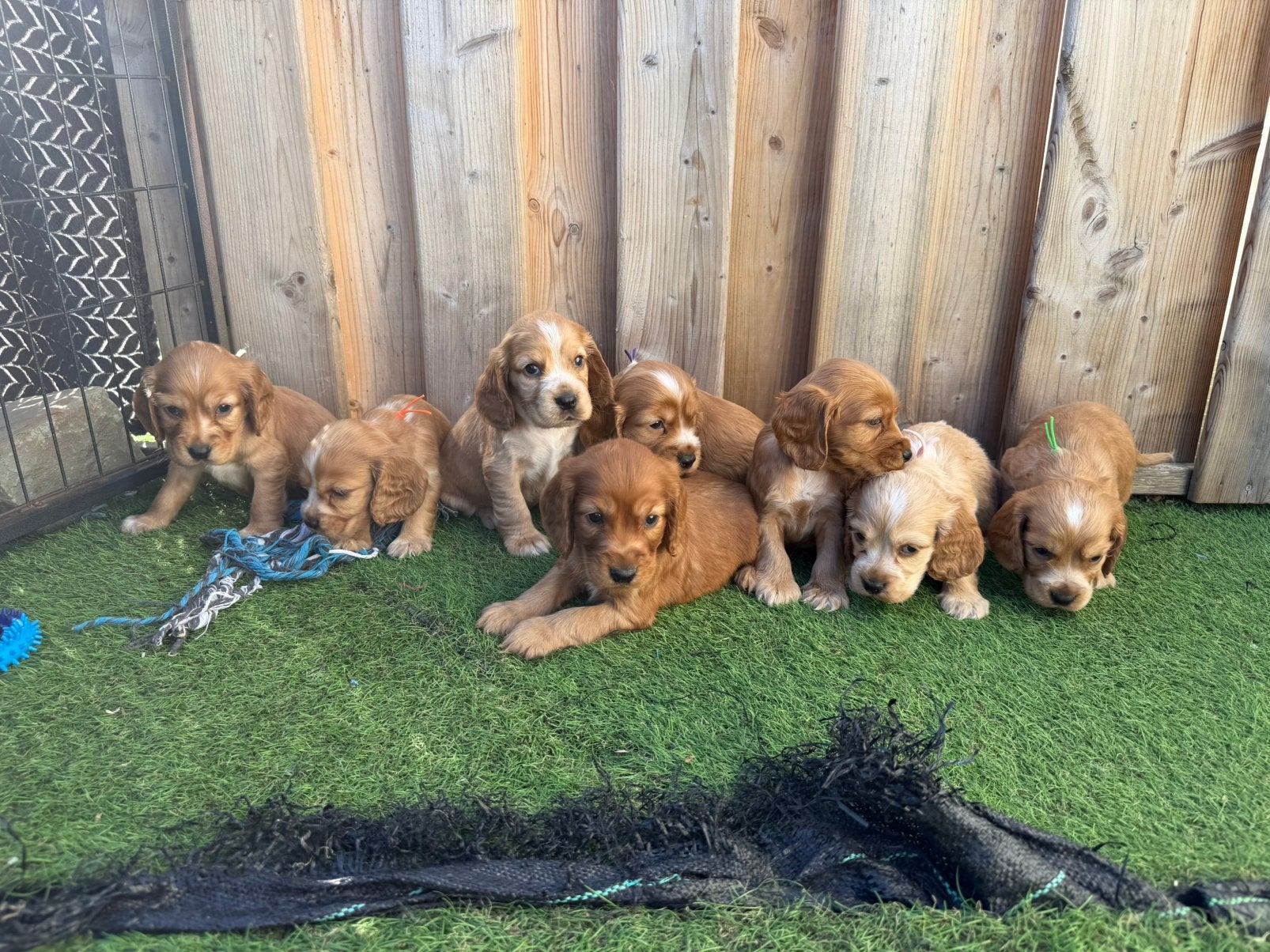 Prachtige engelse cockerspaniel pups, Maladie de Carré (chiens), Plusieurs, Belgique, Plusieurs animaux