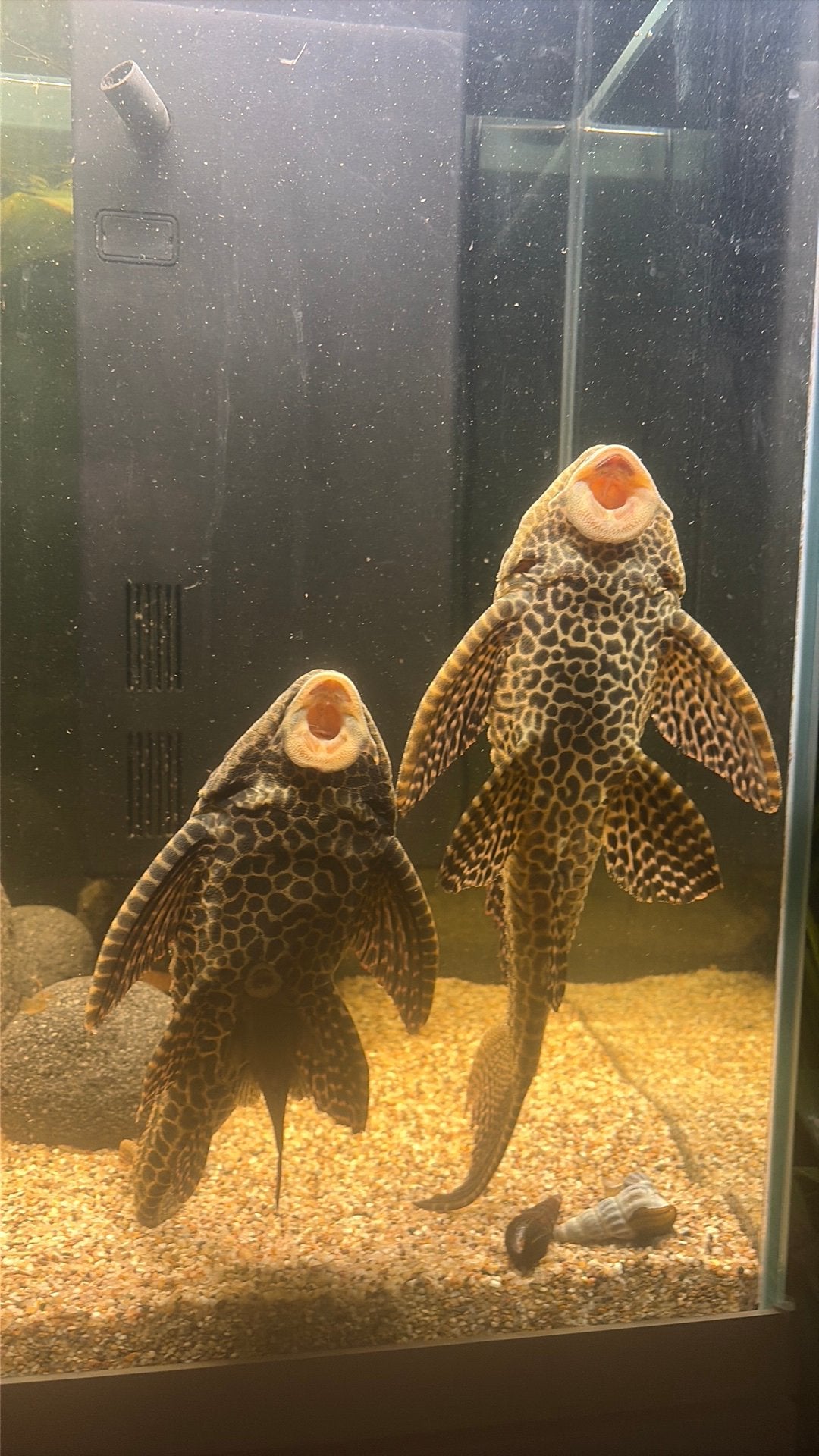 2 zeilvinplecos, Vis, Zoetwatervis
