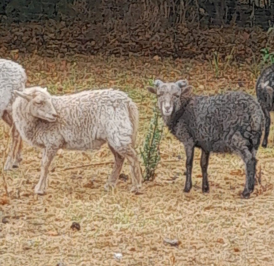 2 koppels Ouessant schapen, Avril, Plusieurs animaux
