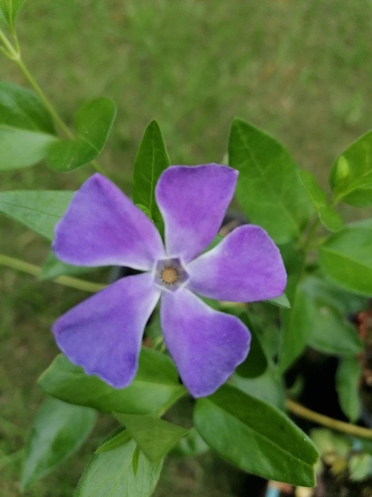 Pervenche – Couvre sol, Enlèvement, Été, Plante fixe, Couvre-sol