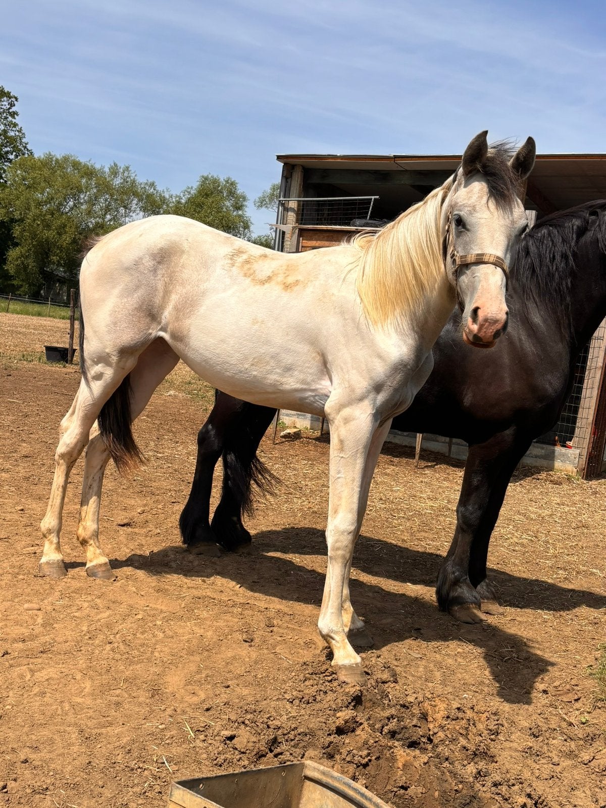 Aparte grijs bonte merrie jaarling, Animaux & Accessoires, Chevaux, Jument
