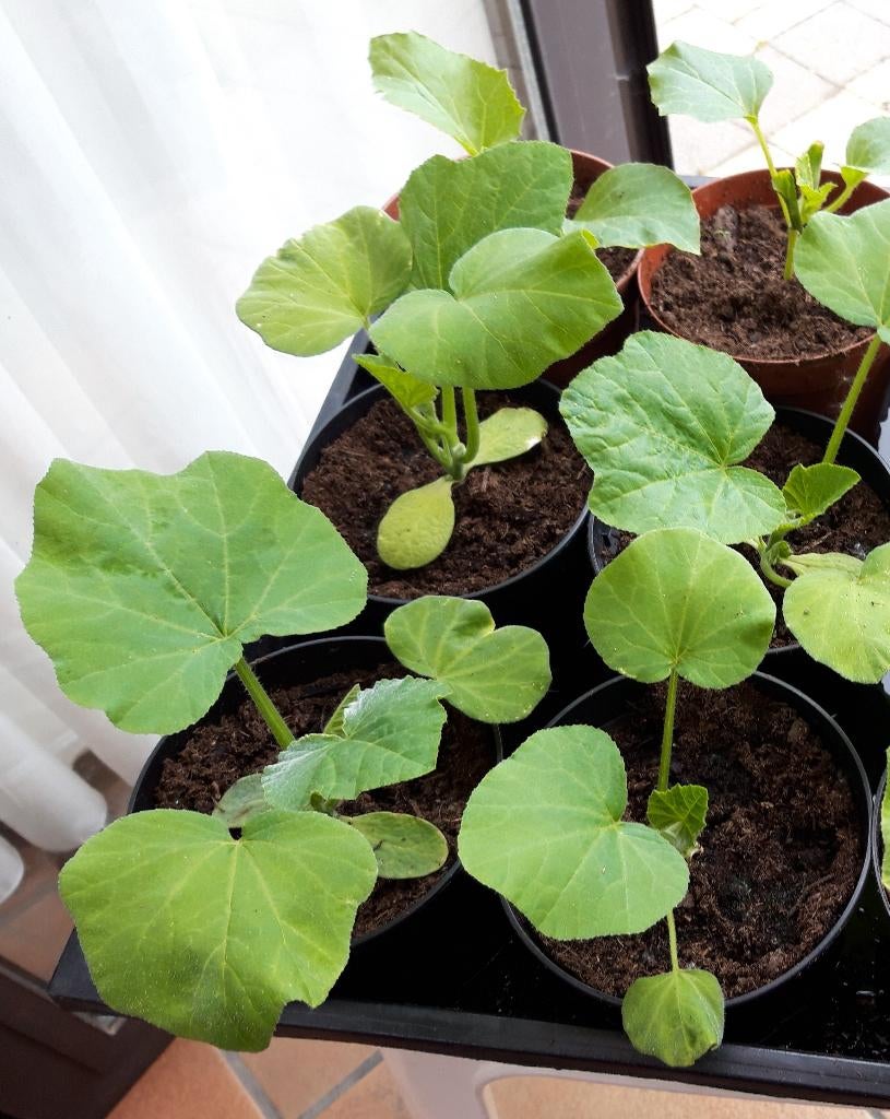 Pompoenplantjes (Butternut), Tuin en Terras, Planten | Tuinplanten, Ophalen, Eenjarig, Volle zon