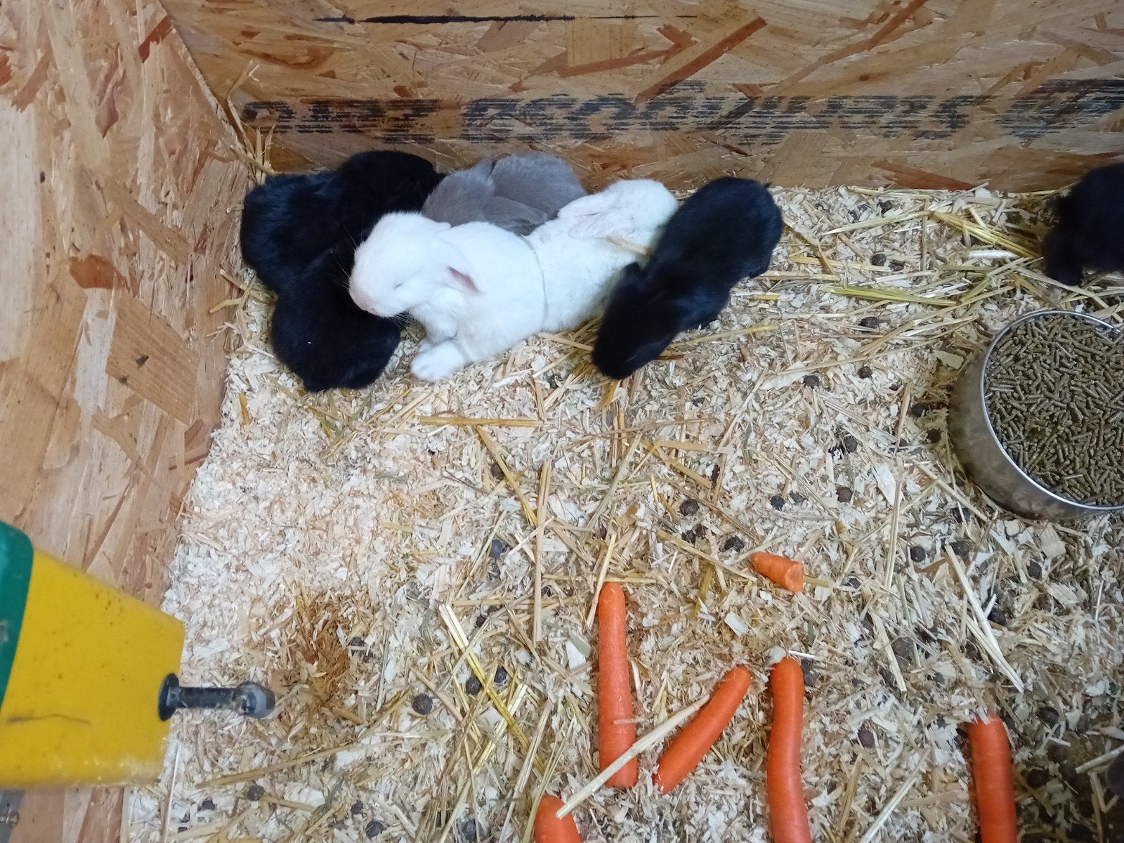 Franse hangoren, Dieren en Toebehoren, Geslacht onbekend, Groot, Hangoor, 0 tot 2 jaar