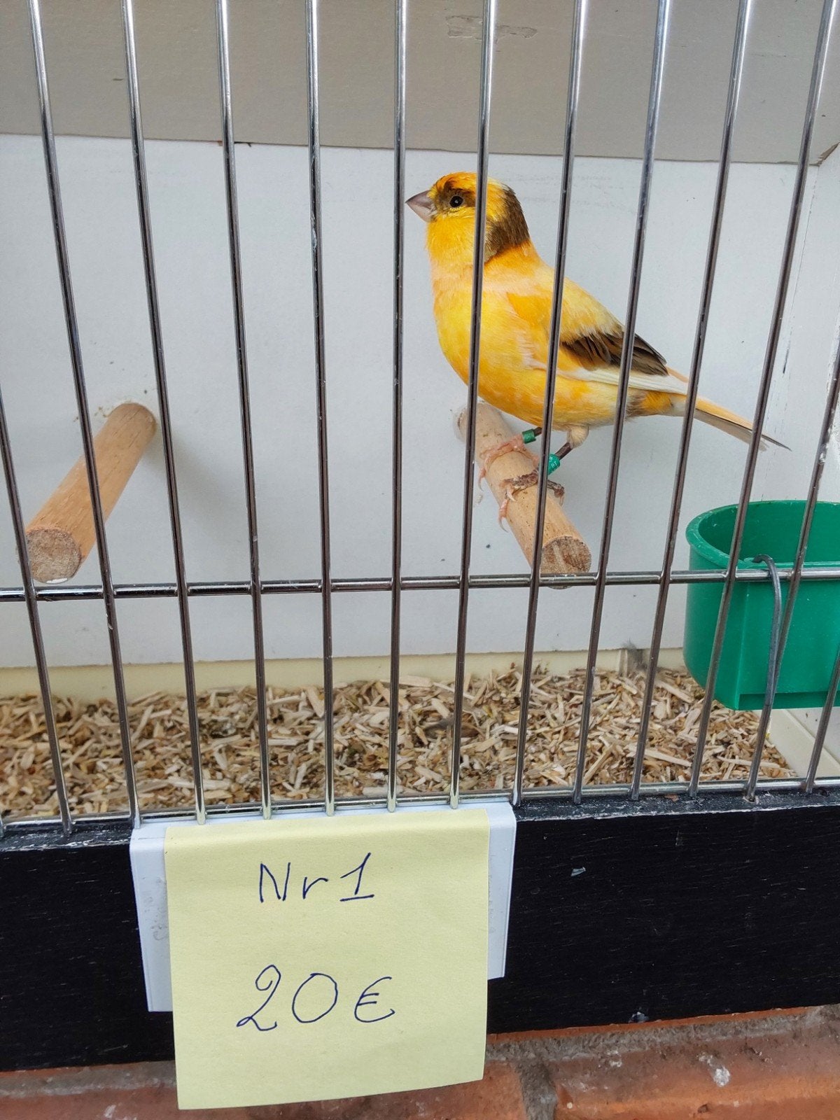 Kanarie, Dieren en Toebehoren