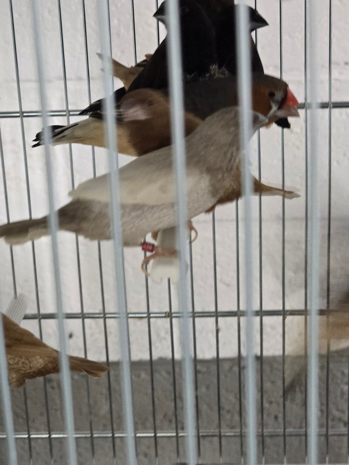 Japanse Meeuwtjes in  diverse kleuren

Vraagprij, Dieren en Toebehoren, Meerdere dieren, Tropenvogel, Geringd