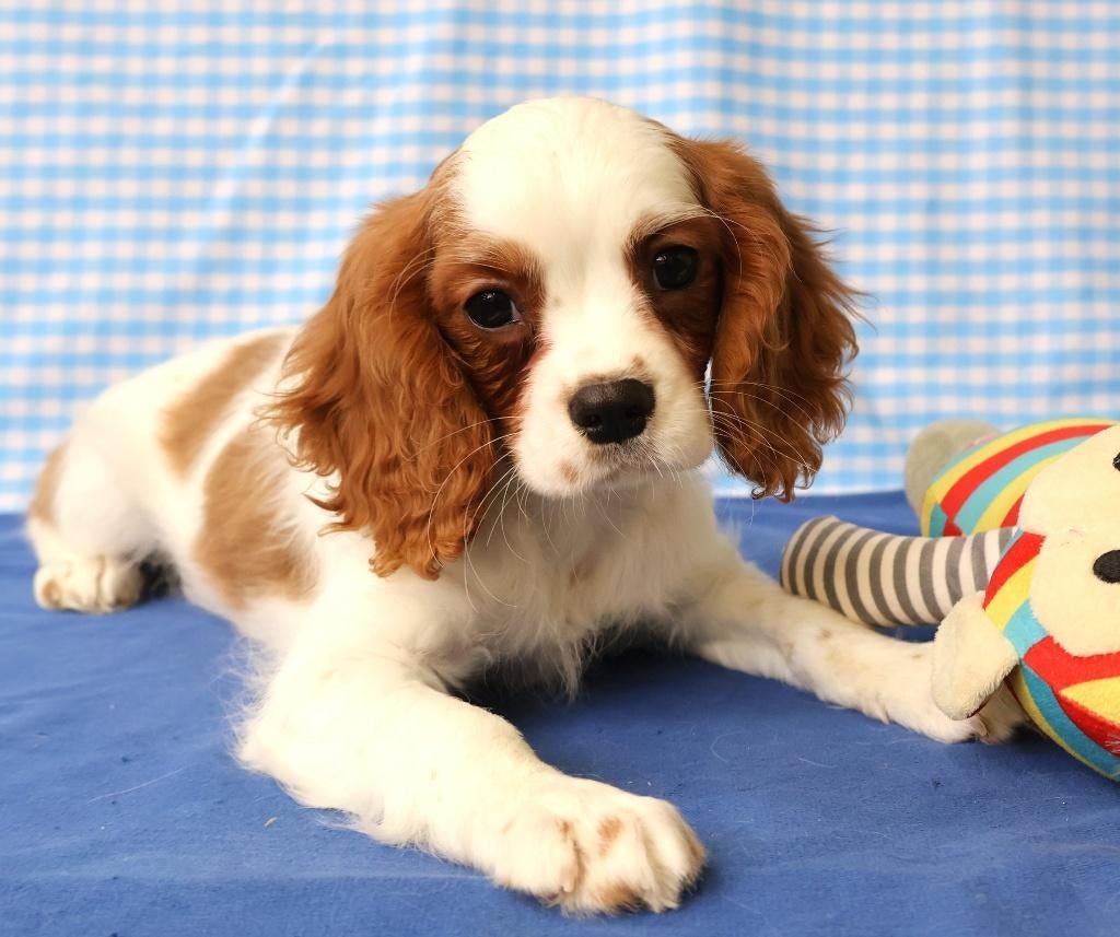 Des chiots Cavalier King Charles super mignons !, 15 semaines à 1 an, Étranger, Hépatite contagieuse (maladie de Rubarth), Plusieurs animaux