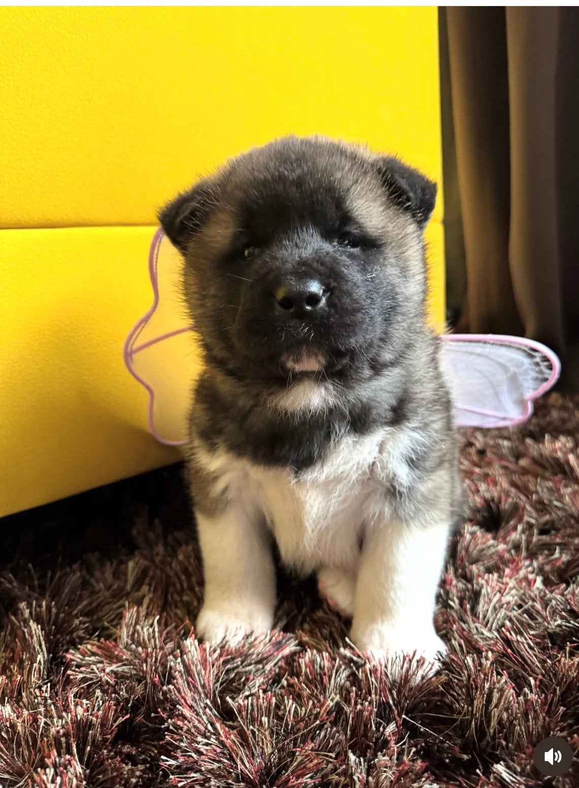 Amerikaanse Akita pups (Stamboom), Dieren en Toebehoren, België, Fokker | Hobbymatig, 8 tot 15 weken, Teef