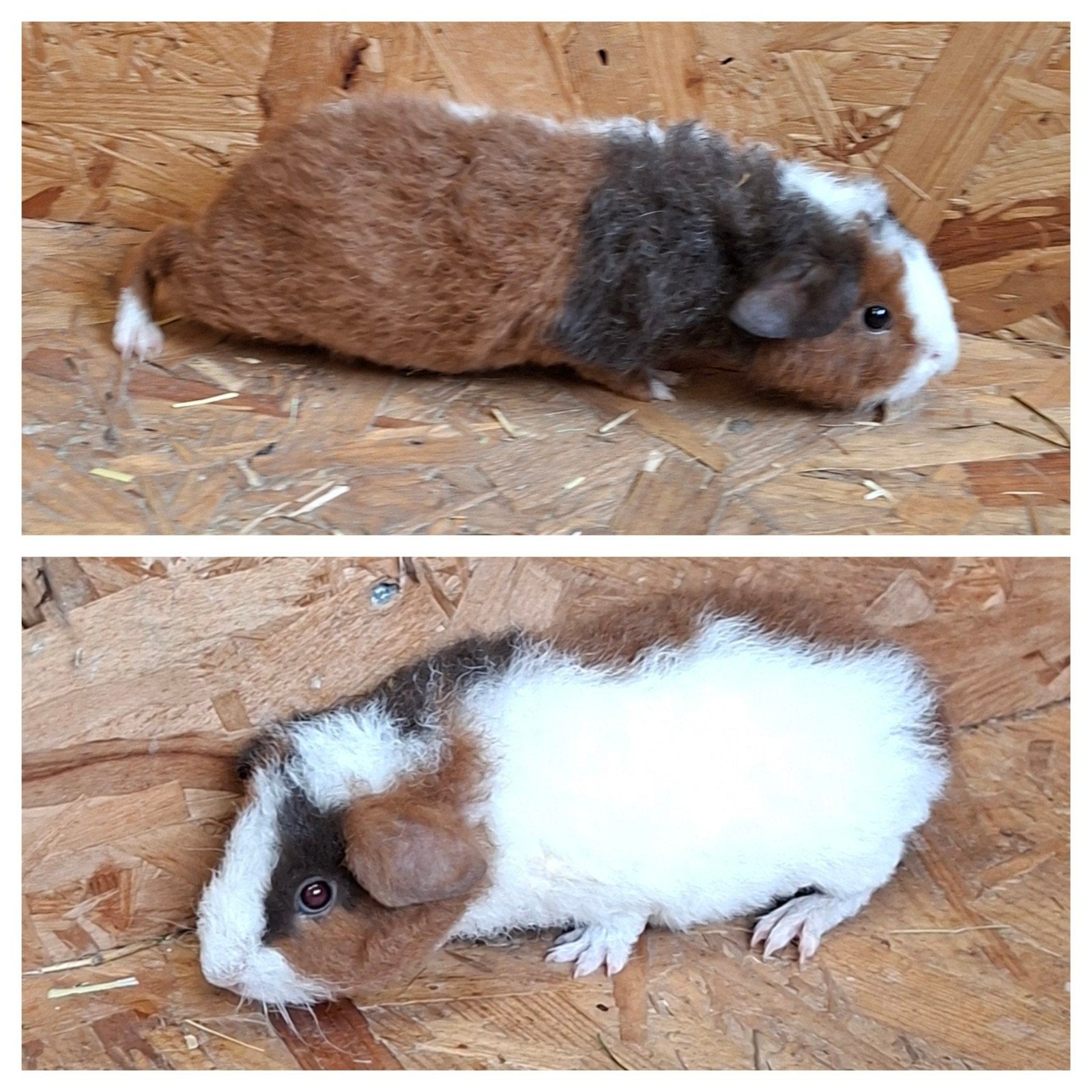 us teddy cavia. cavia's, Dieren en Toebehoren, Juli, Cavia