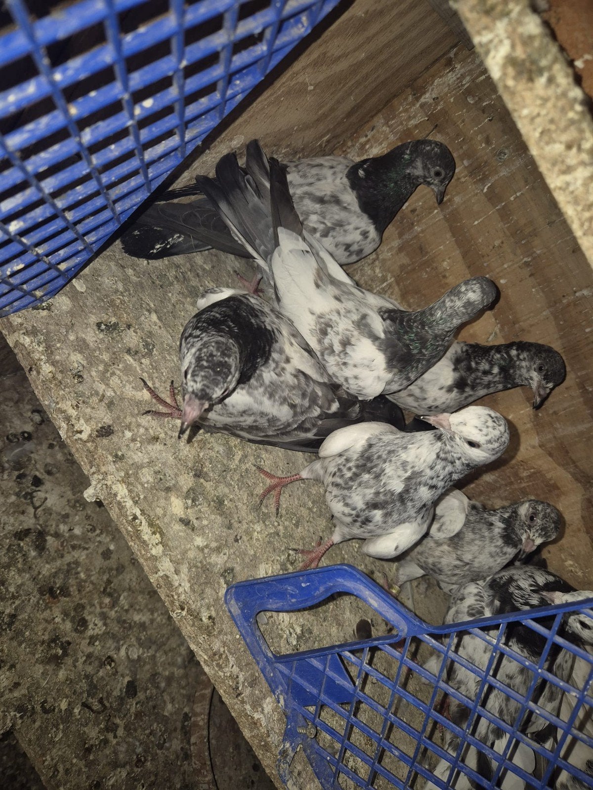 Jeune joueur de haut vol pakistanais, 10 pièces, 80€ l'ensem, Plusieurs animaux