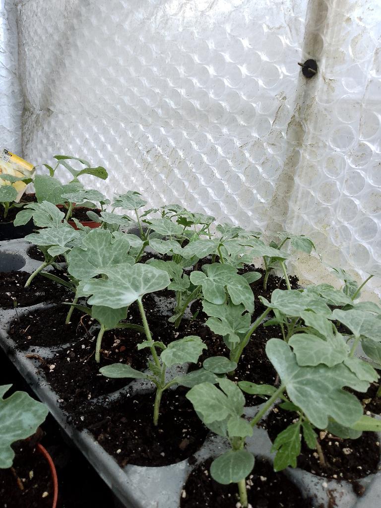 watermeloen plantjes, Tuin en Terras, Ophalen