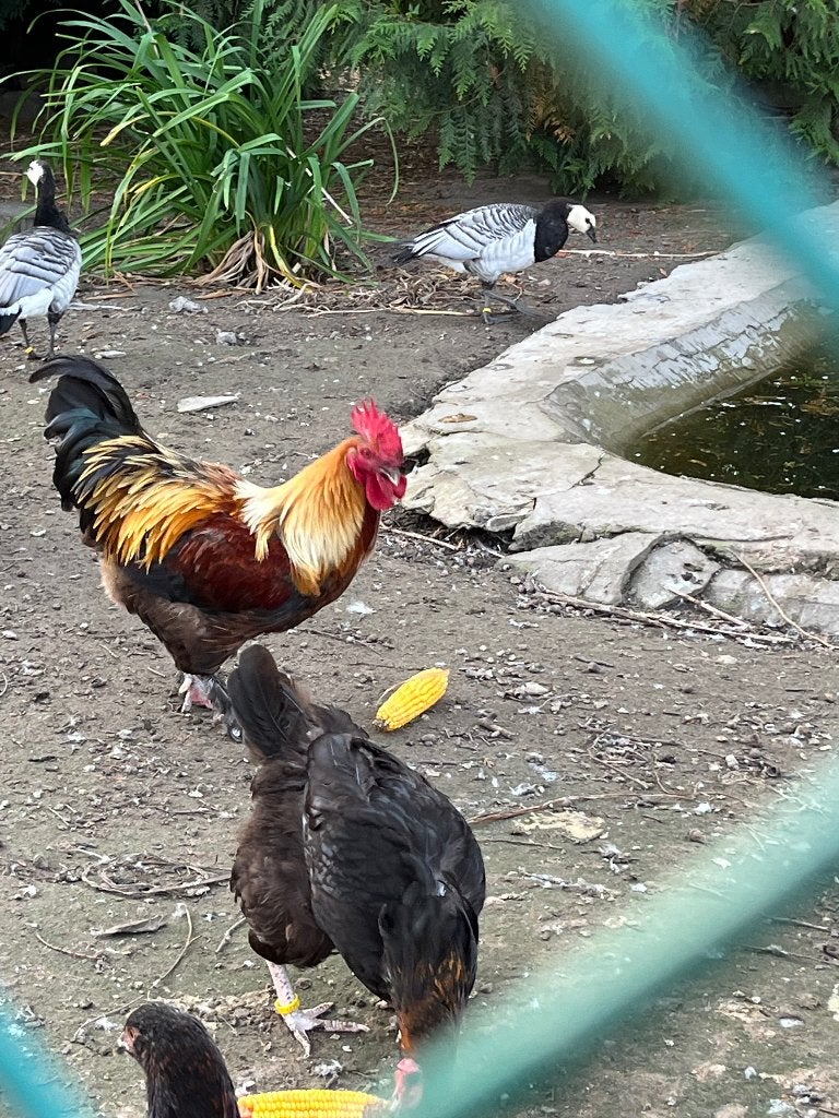 Marans haan, Dieren en Toebehoren, Mannelijk, Kip